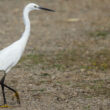 Aigrette garzette